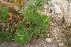 Artemisia vulgaris