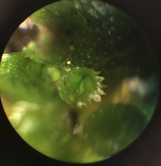 Marchantia polymorpha