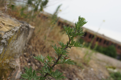 Artemisia vulgaris