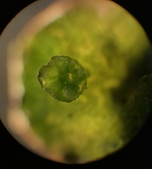 Marchantia polymorpha