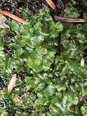 Marchantia polymorpha