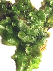 Marchantia polymorpha