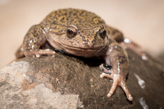 La Parva Spiny-Chest Frog photo 3