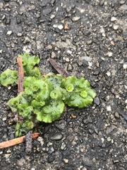 Marchantia polymorpha