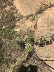 Rubus ludwigii