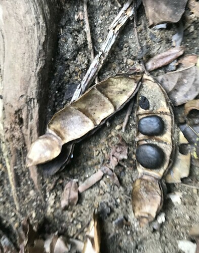 Mucuna gigantea