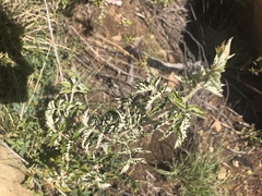 Rubus ludwigii