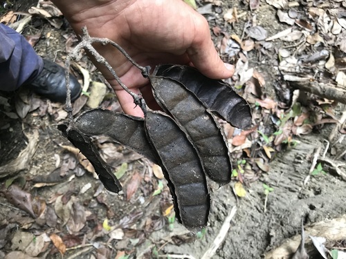 Mucuna gigantea