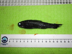 Mirror Lanternfish photo 2