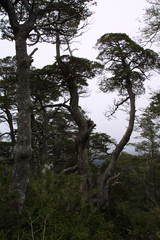 Nothofagus betuloides