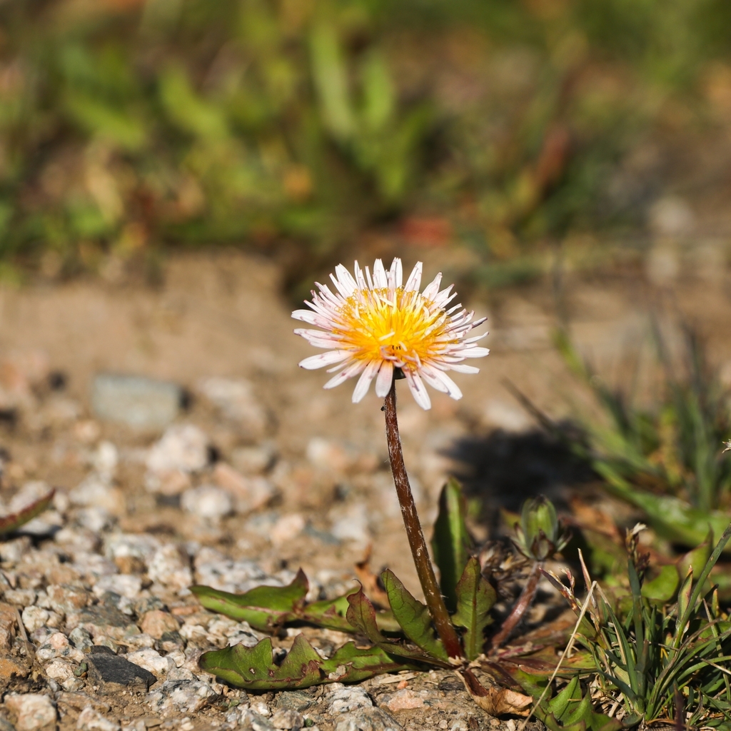 pink-flowered dandelion