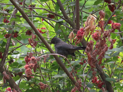 Gray Catbird photographed in Illinois