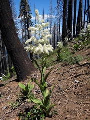 Veratrum insolitum