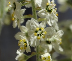 Veratrum insolitum