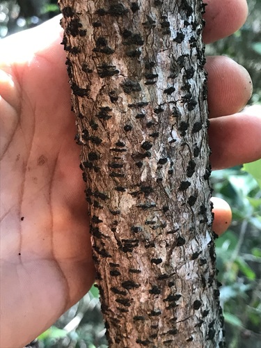 Mucuna gigantea