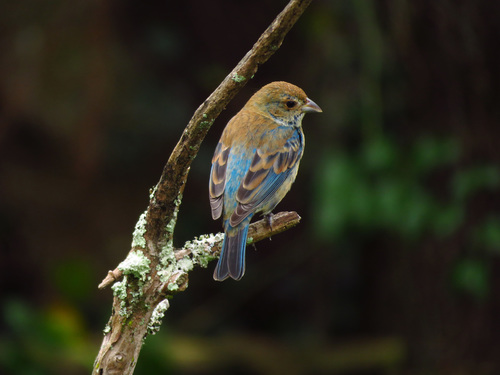 Indigo Bunting, photo 3 of 10