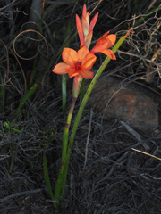 Watsonia stenosiphon