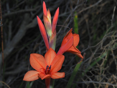 Watsonia stenosiphon