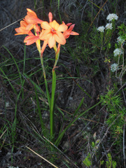 Watsonia stenosiphon