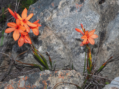 Watsonia stenosiphon