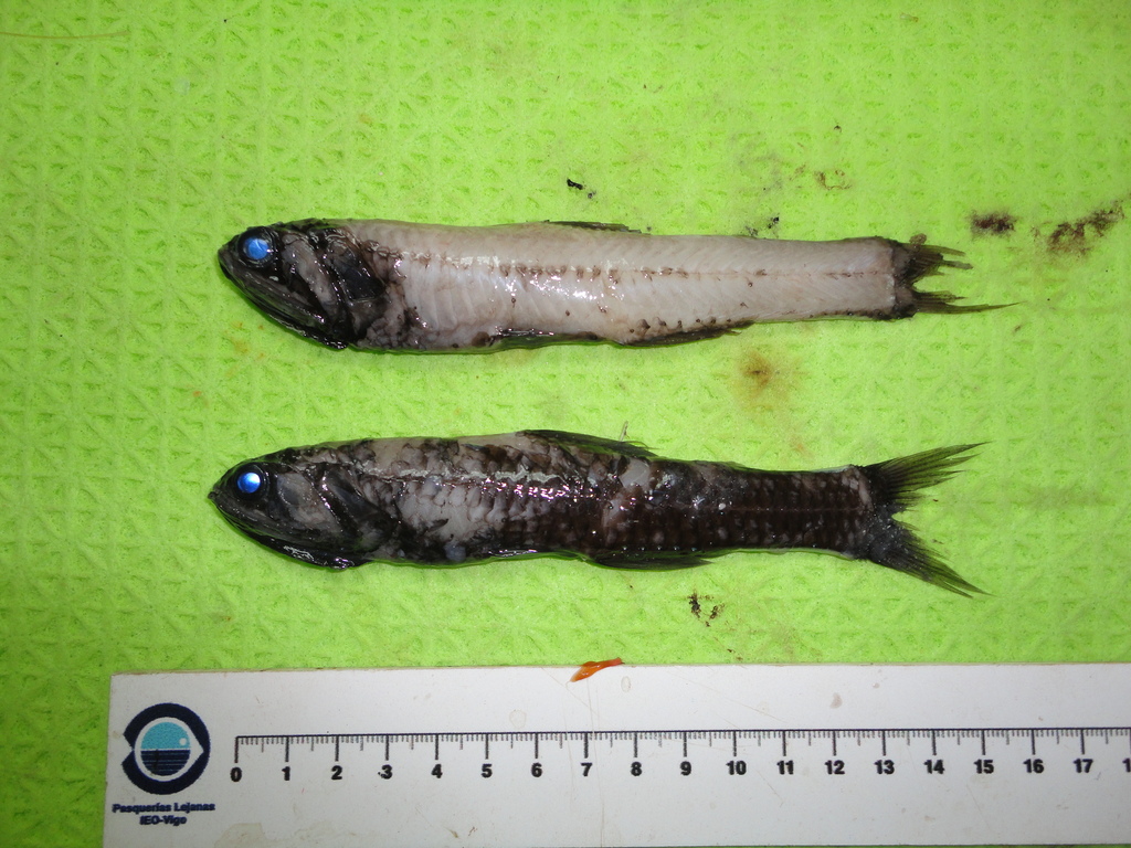 Lampanyctus