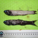 Lampanyctus - Photo (c) Gonzalo Mucientes Sandoval, algunos derechos reservados (CC BY-NC-SA), subido por Gonzalo Mucientes Sandoval