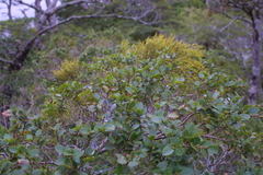 Nothofagus betuloides