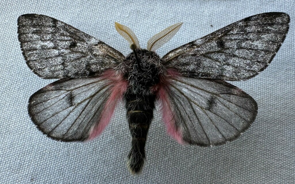 Coloradia siriae