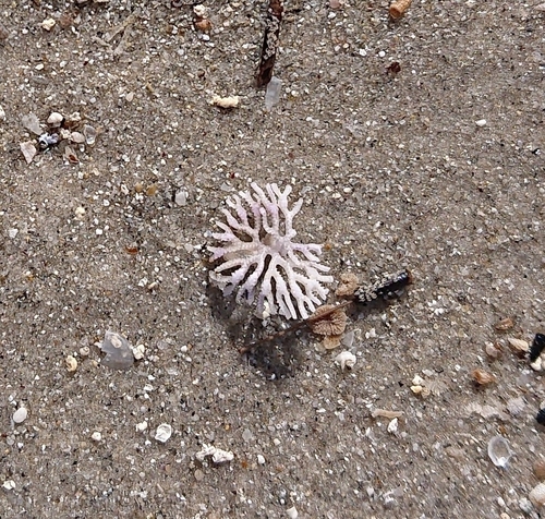 Mesonea radians observed 2023-07-16