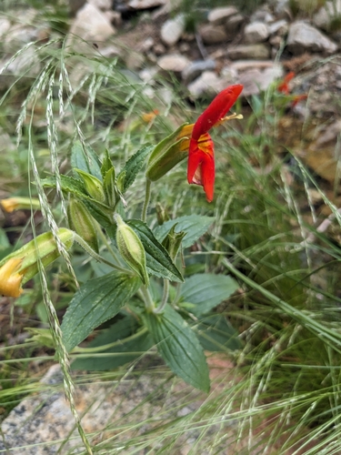 Erythranthe cinnabarina (Erythranthe cinnabarina)