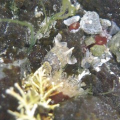 Isocladus dulciculus