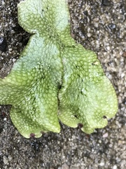 Conocephalum conicum