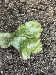 Conocephalum conicum