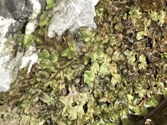 Conocephalum conicum