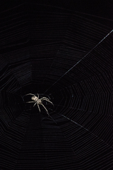 Allende nigrohumeralis