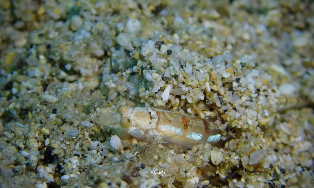Sand Submarine