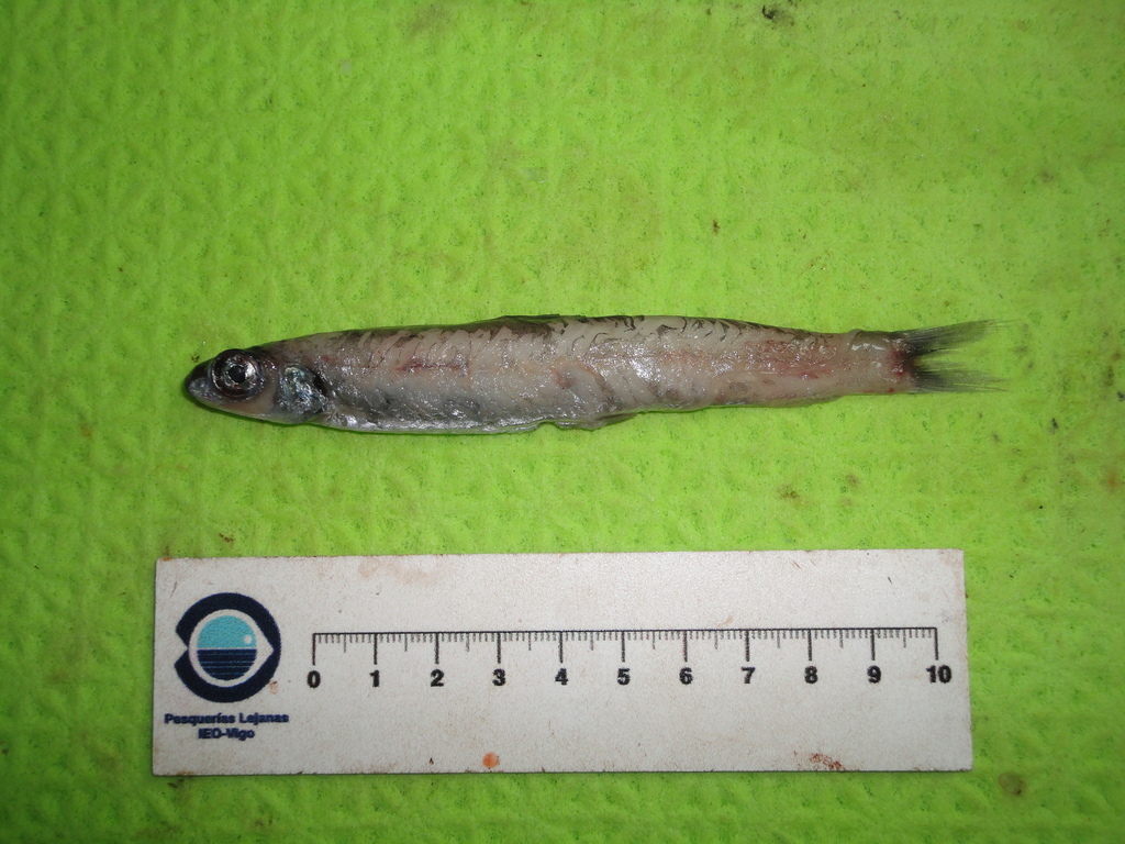Large-Eyed Argentine