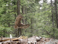 Strix occidentalis occidentalis