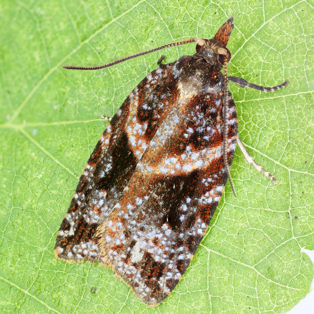 Pararrhaptica