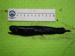 Pachystomias microdon