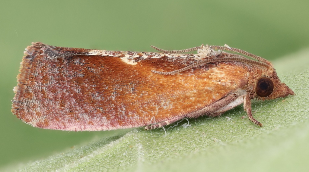 Cryptophlebia alaula