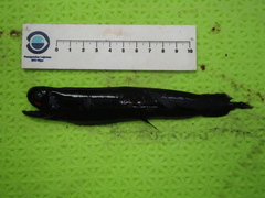 Pachystomias microdon