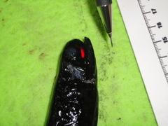 Pachystomias microdon