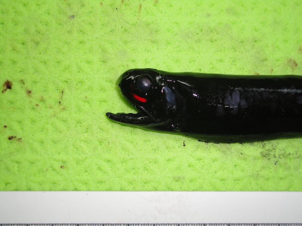 Smalltooth Dragonfish