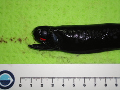 Pachystomias microdon