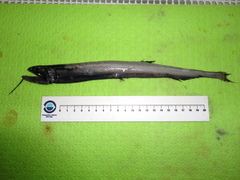 Rhadinesthes decimus