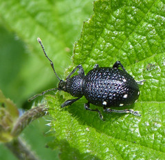 Otiorhynchus gemmatus