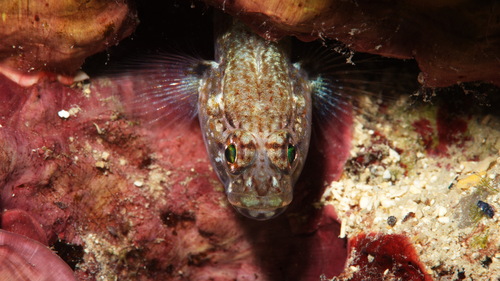 Sarato's goby (Gobius fallax) — Gobiidae — 2