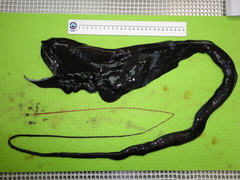 Saccopharynx ampullaceus