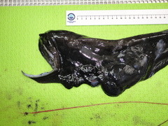 Saccopharynx ampullaceus